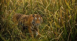 Bengal tiger camouflaged in the grasslands of Chitwan National Park.